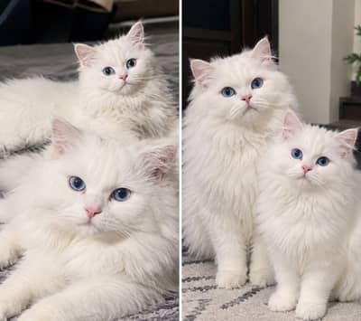 Persian