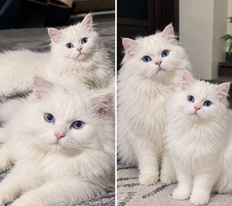 Persian 0