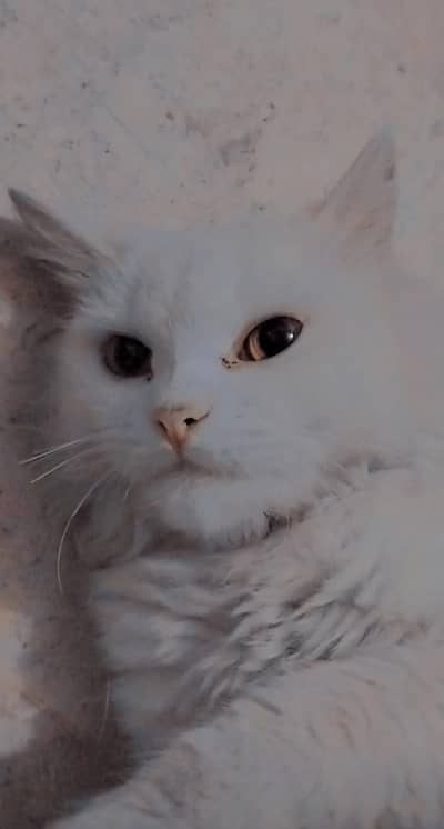 Beautiful cat
