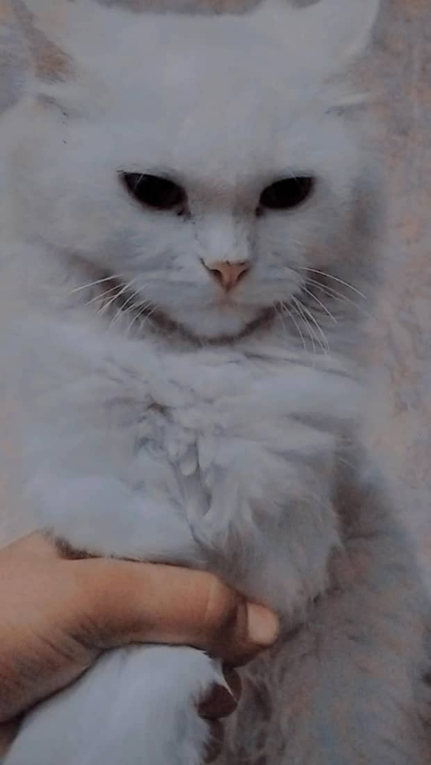 Beautiful cat 1