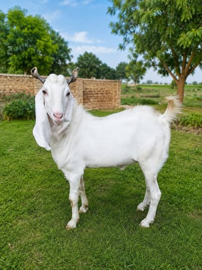 gulabi breeder bakra