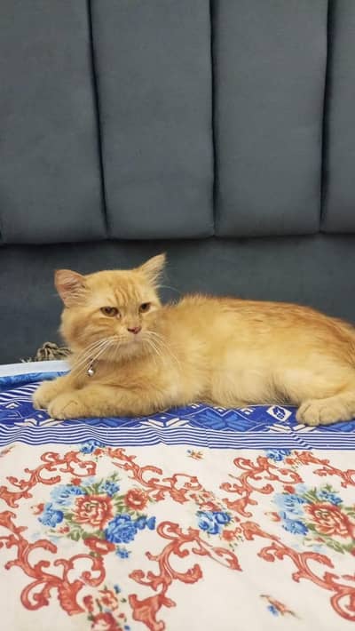 Three Persian Cats Available for sale