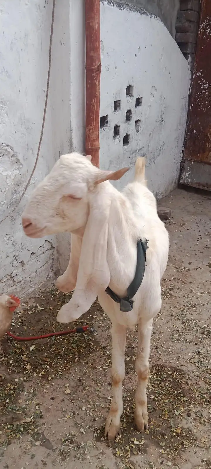 Rajanpuri Gulabi Bakra — photo 2