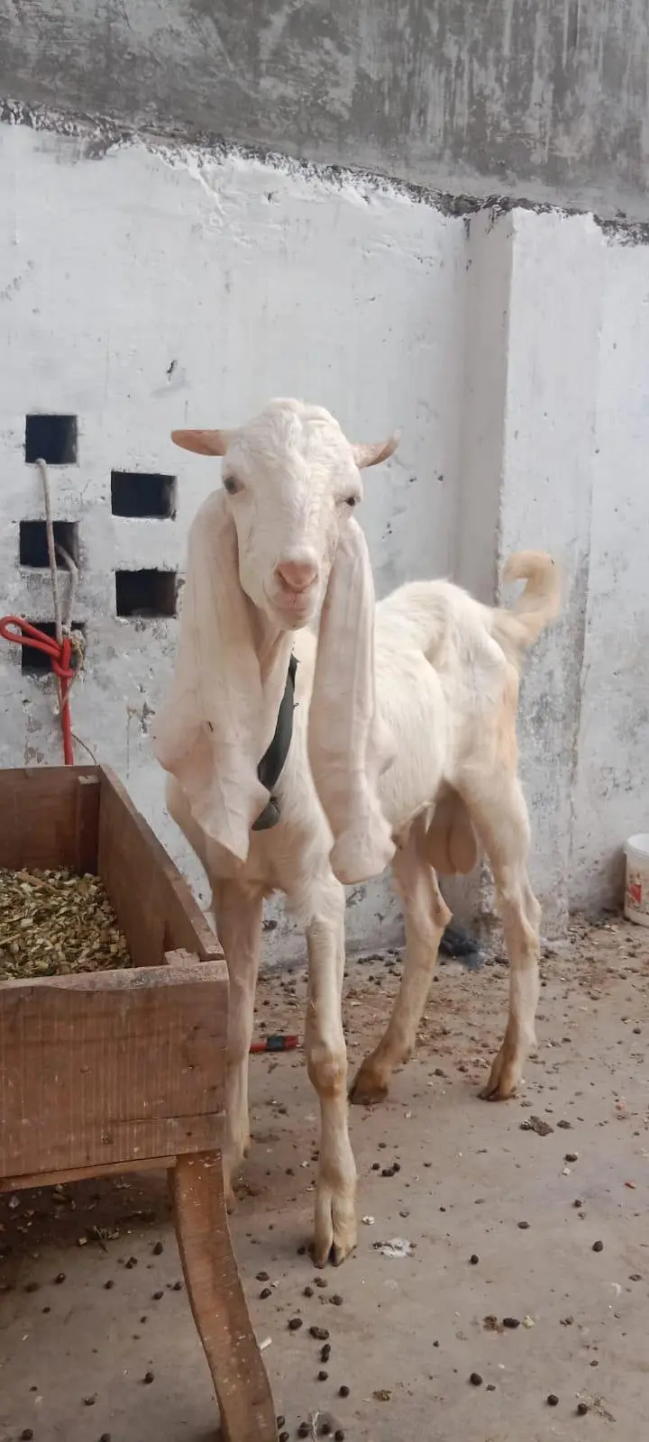 Rajanpuri Gulabi Bakra — photo 4
