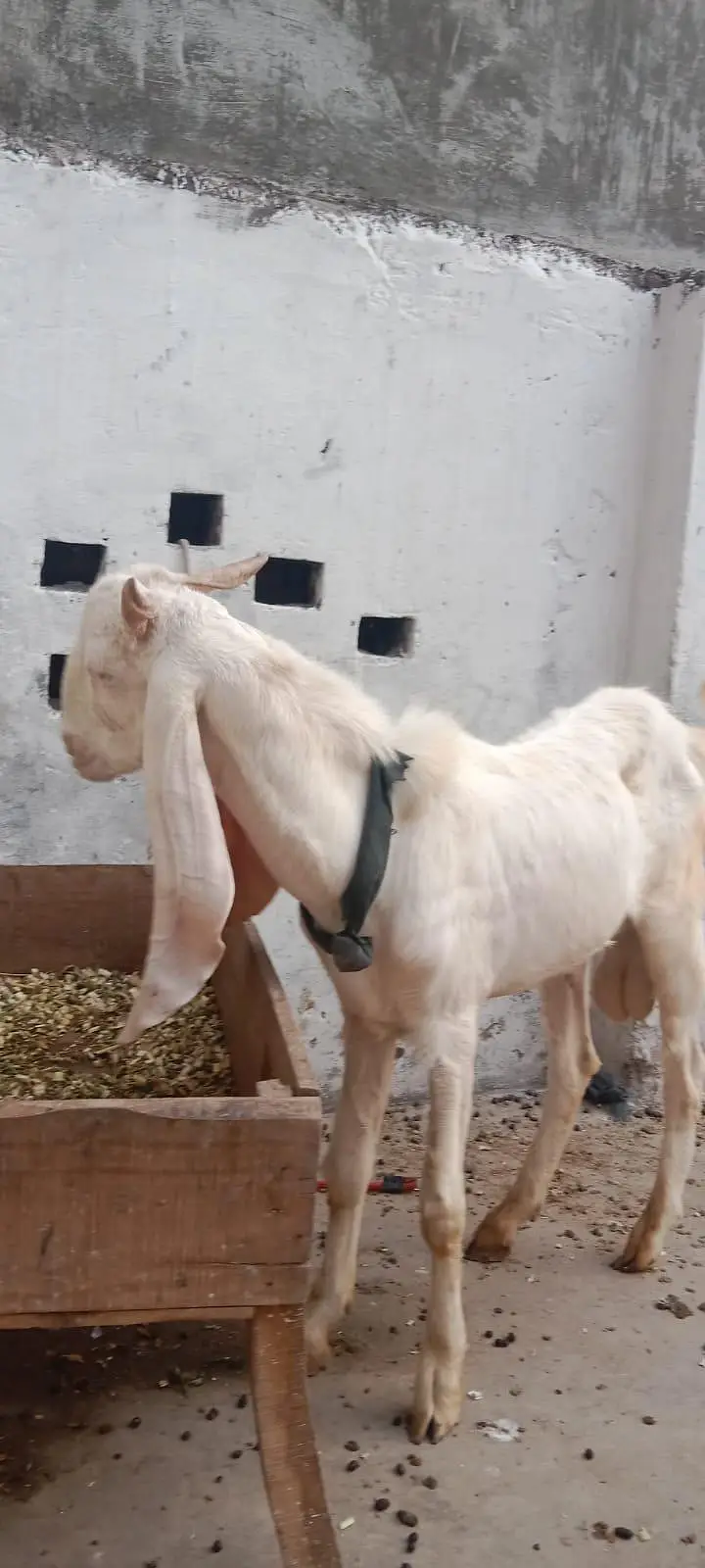 Rajanpuri Gulabi Bakra — photo 5
