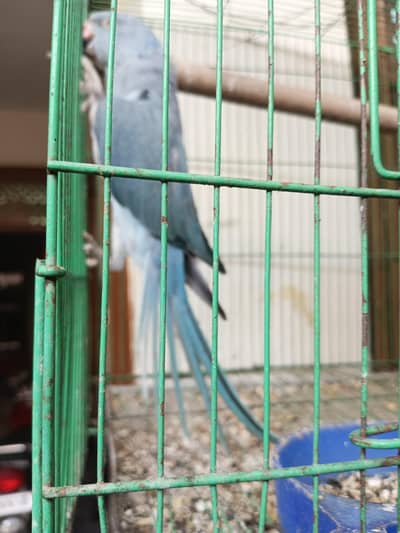 blue ringneck Handtaim