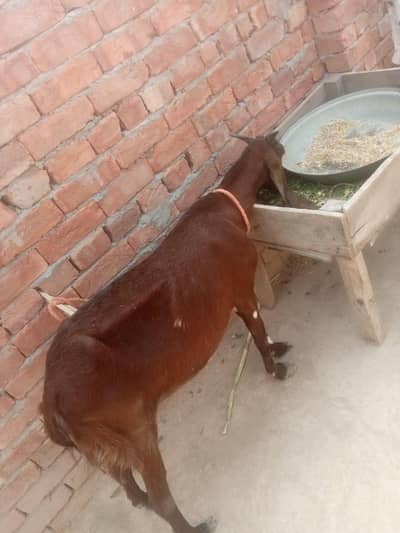 urgent God for sale WhatsApp number 3206819426 number