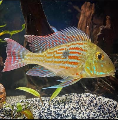 premium fishes and aquarium for sale (Fish / Aquarium)