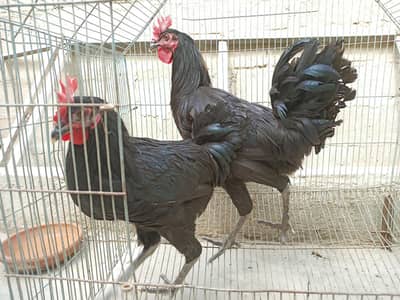 Australorp murgha desi murgha