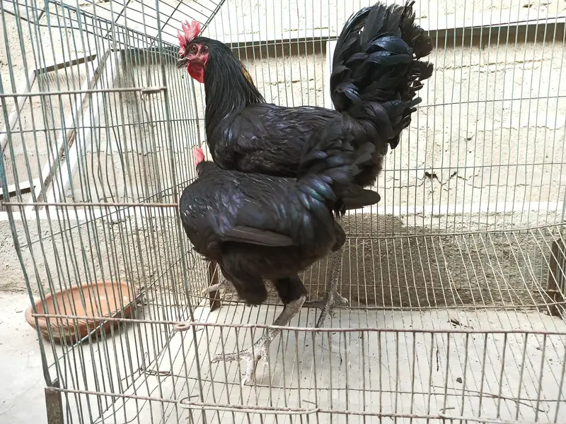 Australorp murgha desi murgha — photo 2