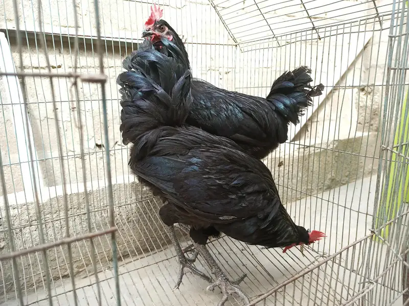 Australorp murgha desi murgha — photo 3