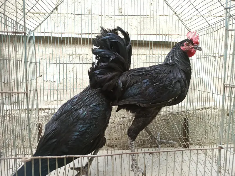Australorp murgha desi murgha — photo 4