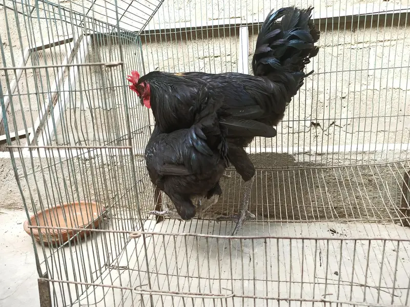 Australorp murgha desi murgha — photo 5