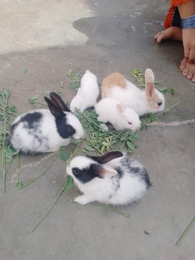 Ghar ke pale hue hain