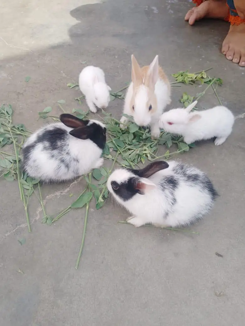 Ghar ke pale hue hain — photo 2