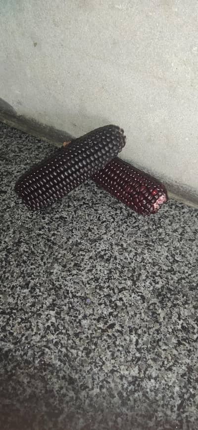purple corn