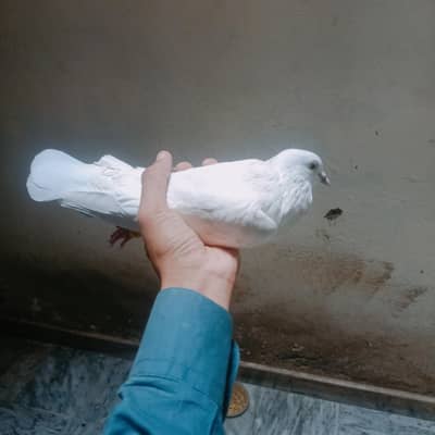 It is very beautiful pigeon