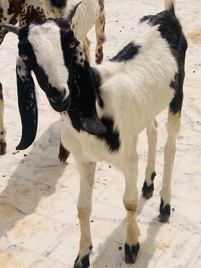 Goat for sell