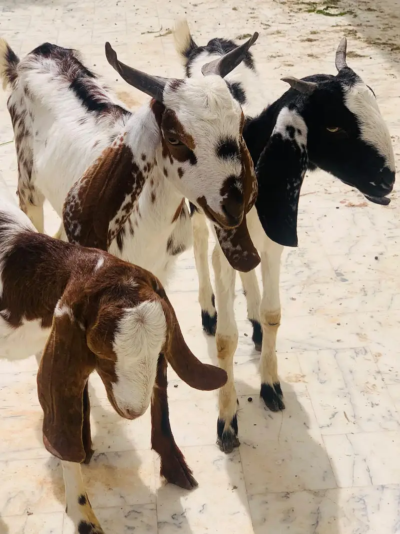 Goat for sell — photo 2