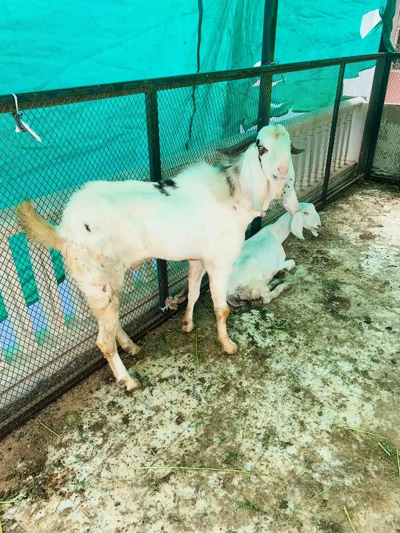 Goat for sell — photo 3