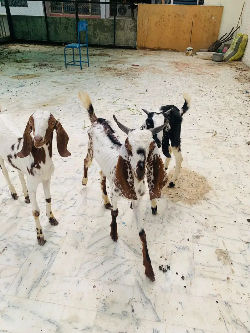 Goat for sell — photo 4
