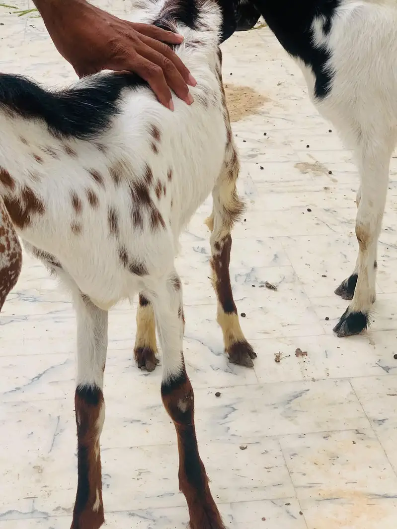 Goat for sell — photo 5