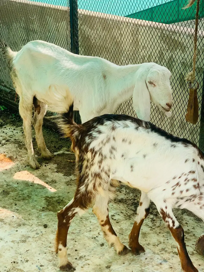 Goat for sell — photo 6