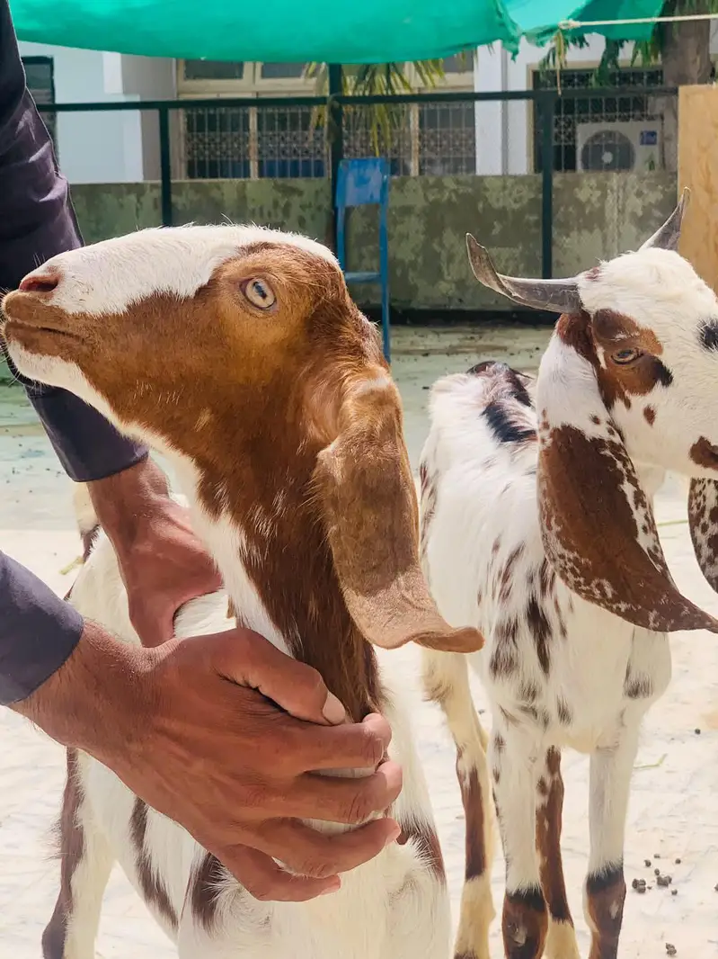 Goat for sell — photo 7