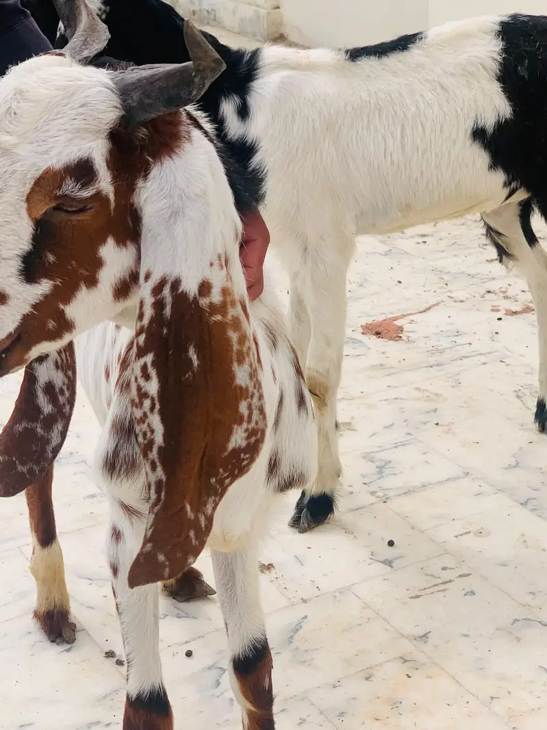 Goat for sell — photo 8