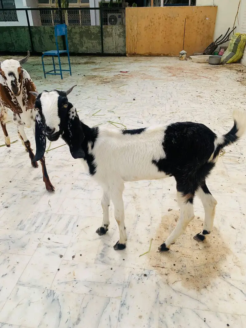 Goat for sell — photo 9