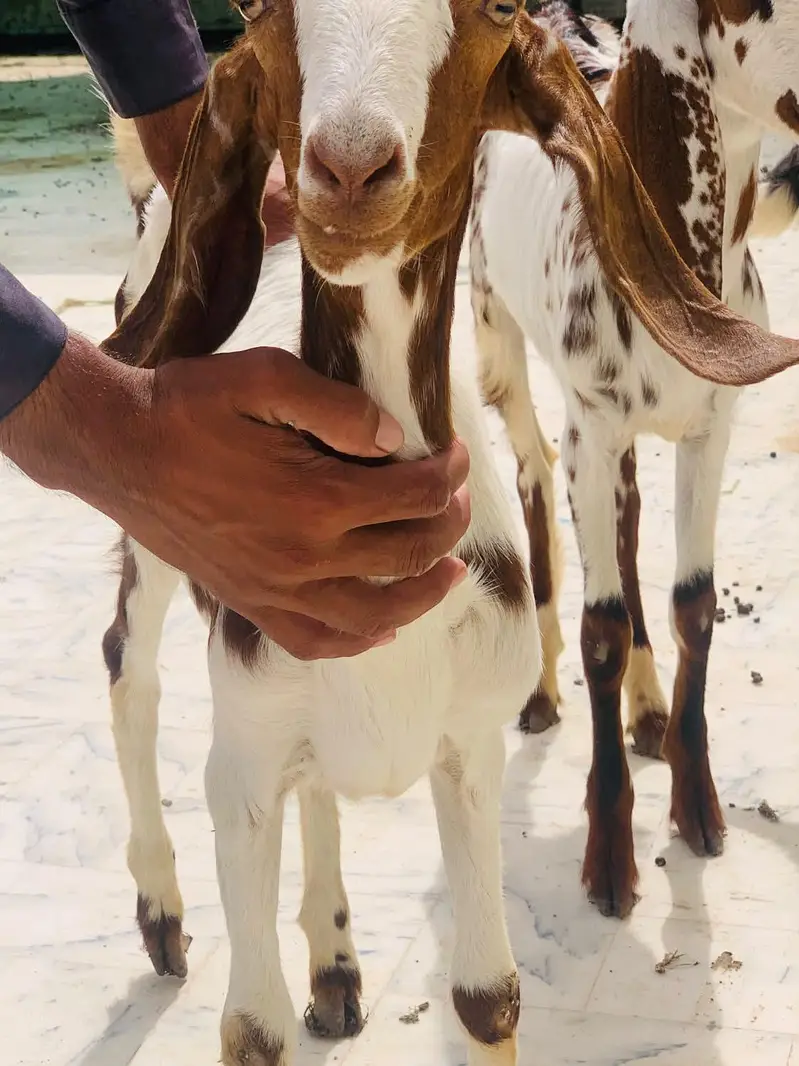 Goat for sell — photo 10