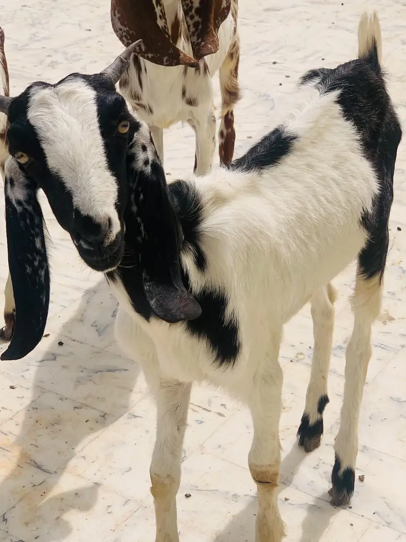 Goat for sell — photo 11