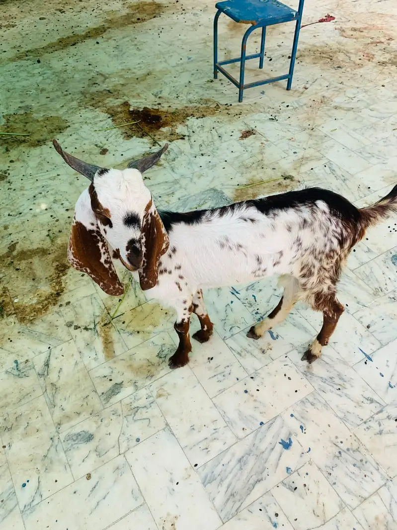 Goat for sell — photo 12