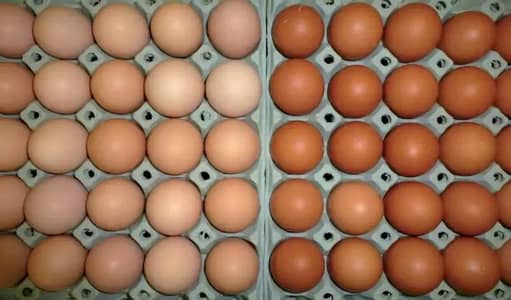 desi egg for sale