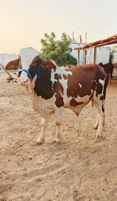Gulabi Patela Bachra (Bull)