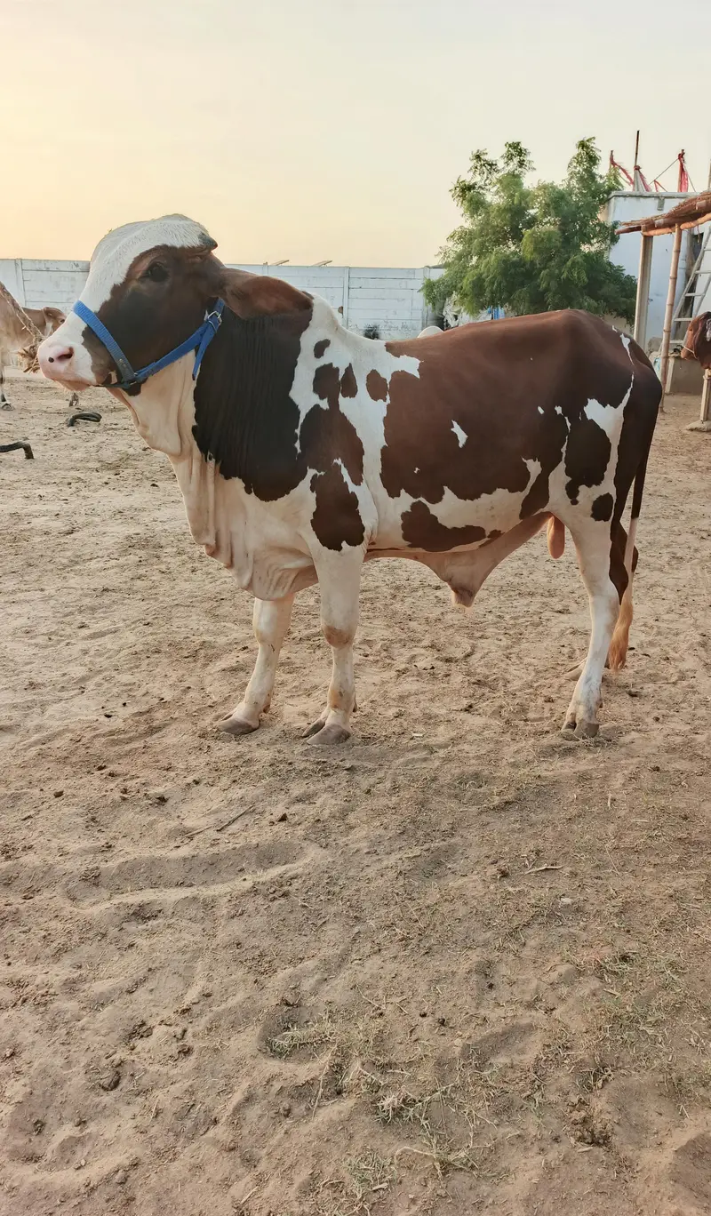 Gulabi Patela Bachra (Bull) — photo 2