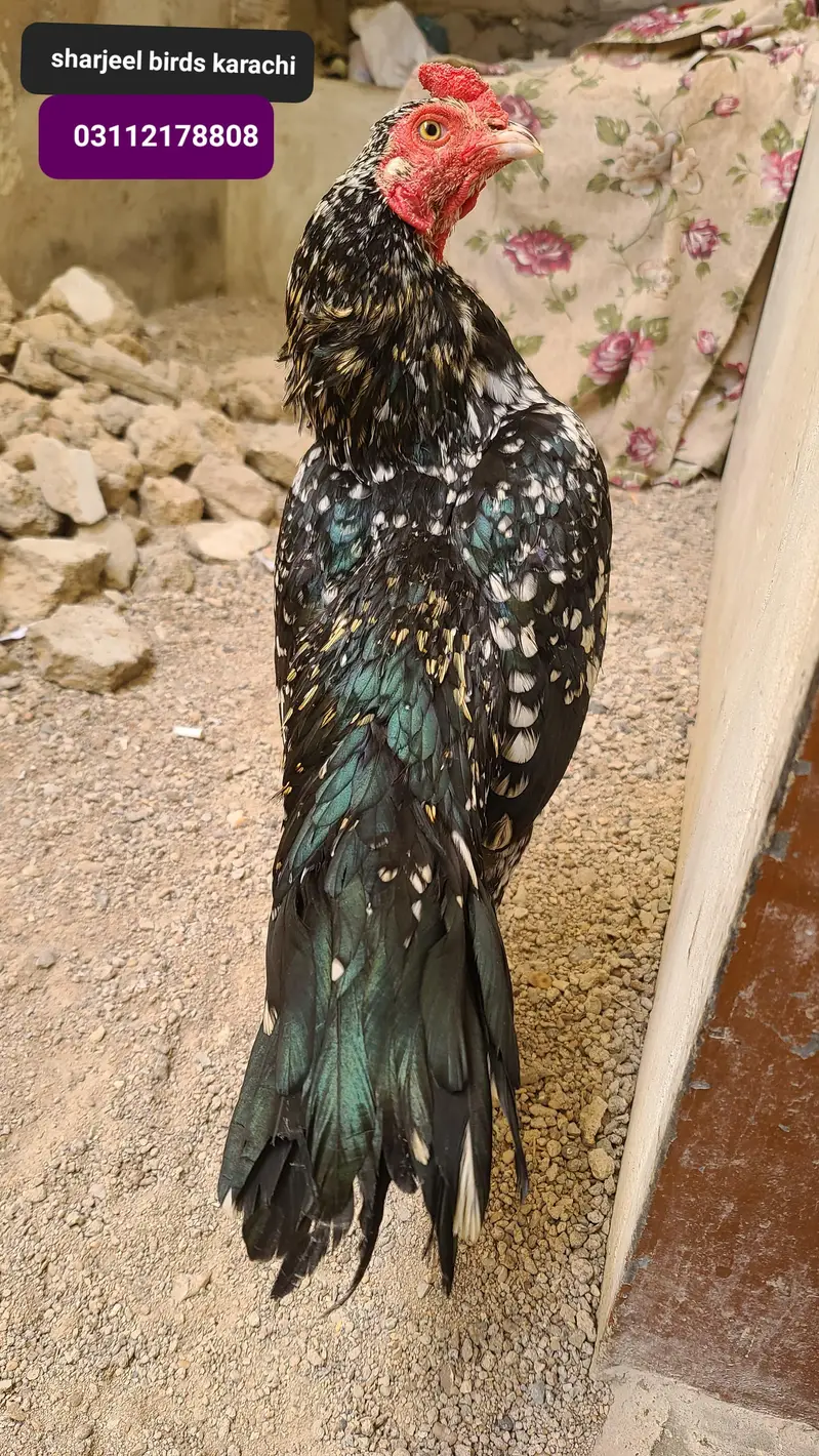 Mianwali mushka aseel . — photo 2