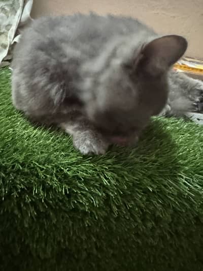 Gray color persian cat