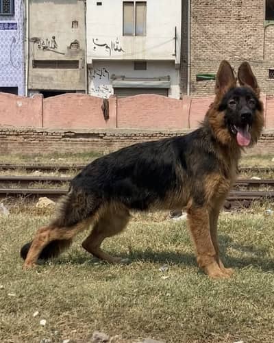 German Shepherd male dog for sale