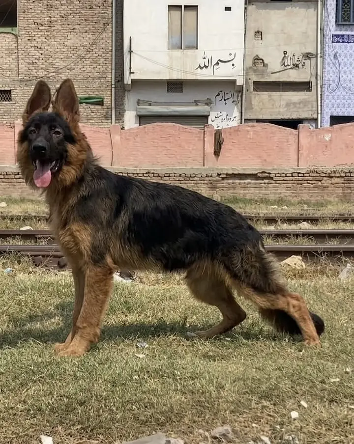 German Shepherd male dog for sale — photo 2