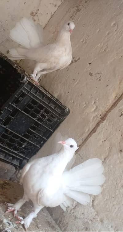 lakka pigeon