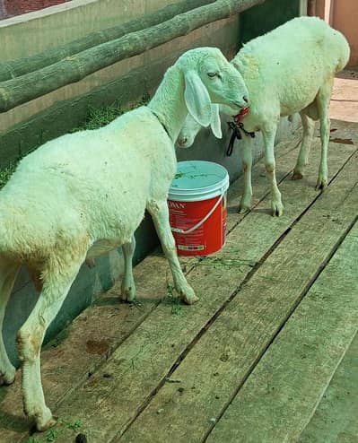Talagang Dumbay for sale