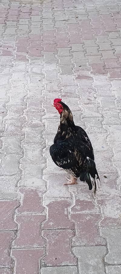 Zero size Lasani Aseel for sale home breed