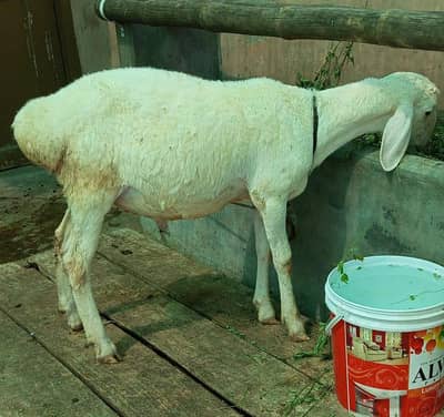 dunba bacha for sale