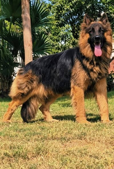 German Shepherd proper long coat dog for sale