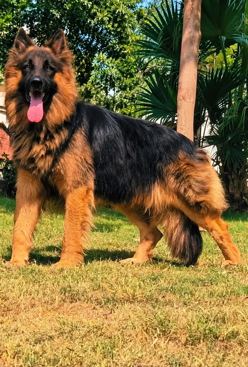 German Shepherd proper long coat dog for sale — photo 2