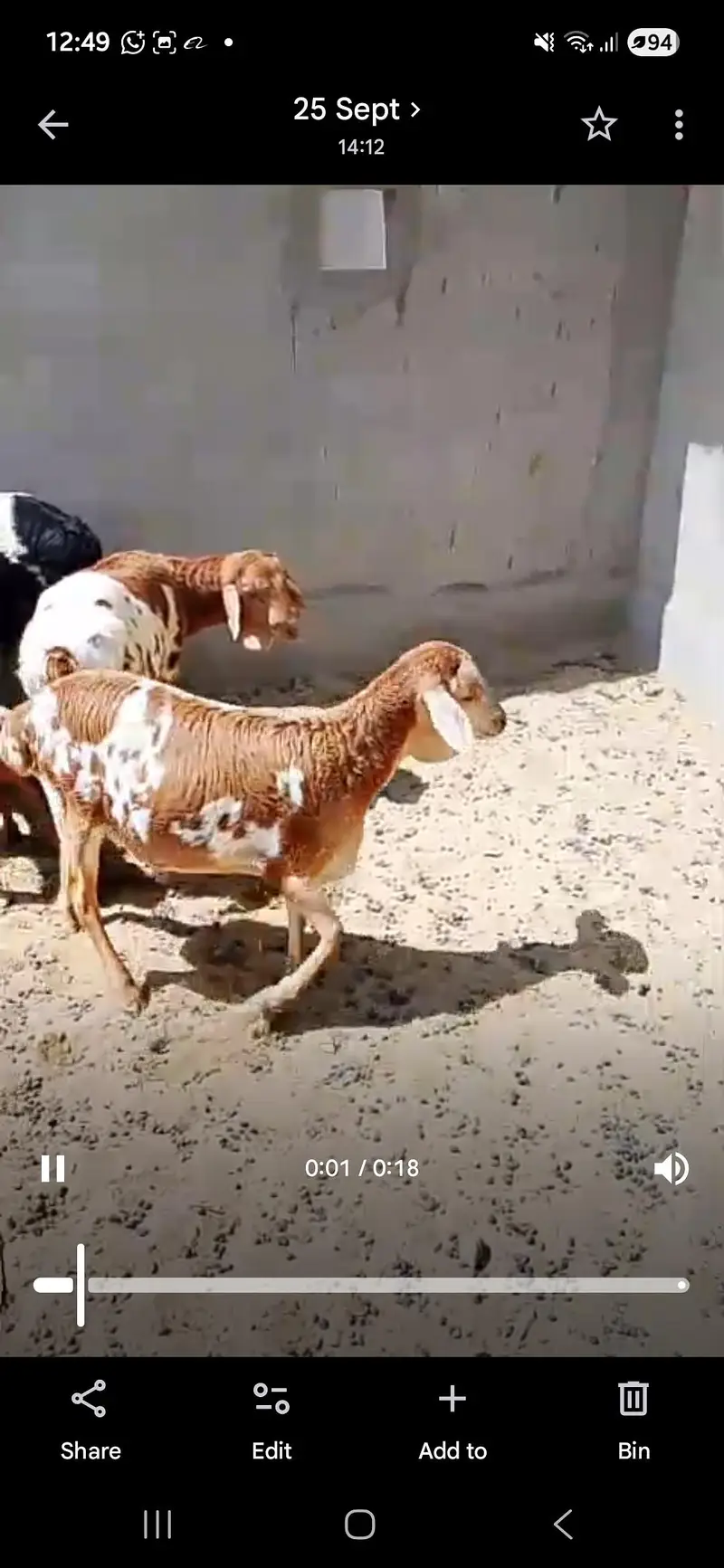 sudani male kids for sale. — photo 3