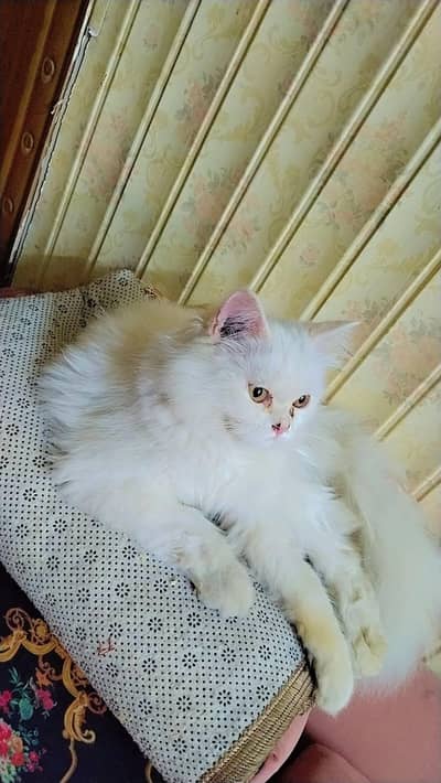 Male percian cat