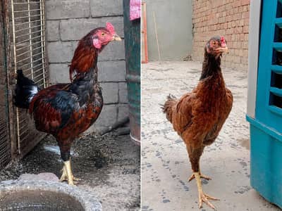 1Aseel Mian Wali Rooster and 1 Aseel Murgi and 2 Desi Murgi For sale. .