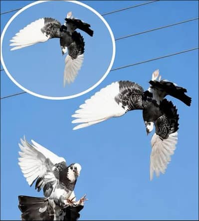 back roller pigeon 03110144020